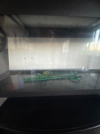 Acquario trasparente con accessori verdi