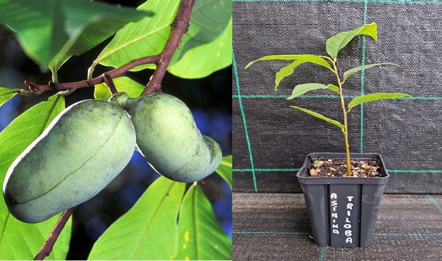 1 Pianta di Asimina Triloba . Banano di montagna 