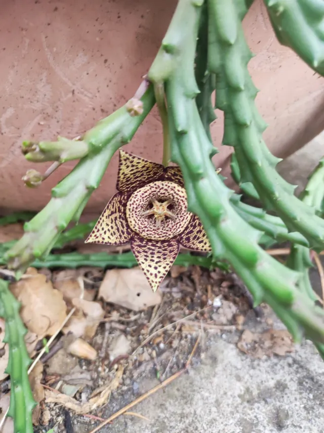 Stapelia variegata 