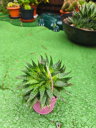 Planta suculenta en maceta rosa