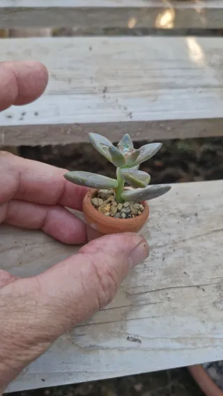 Planta suculenta en maceta pequeña