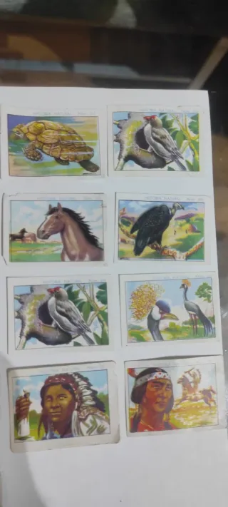 Cromos Chocolate Juncosa