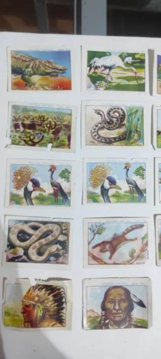 Cromos Chocolate Juncosa