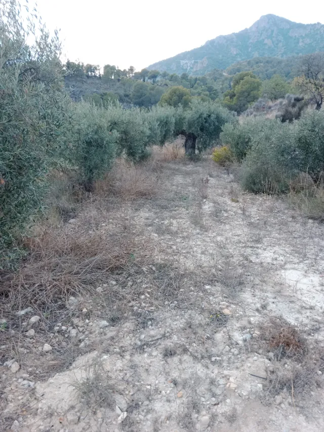 Terreno rústico con olivos