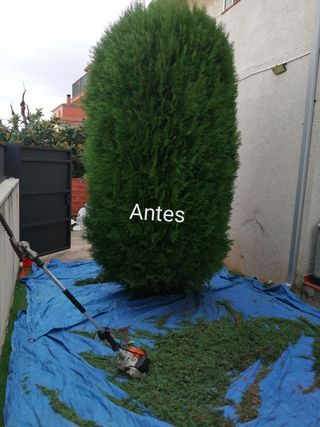 Servicio de jardinería profesional