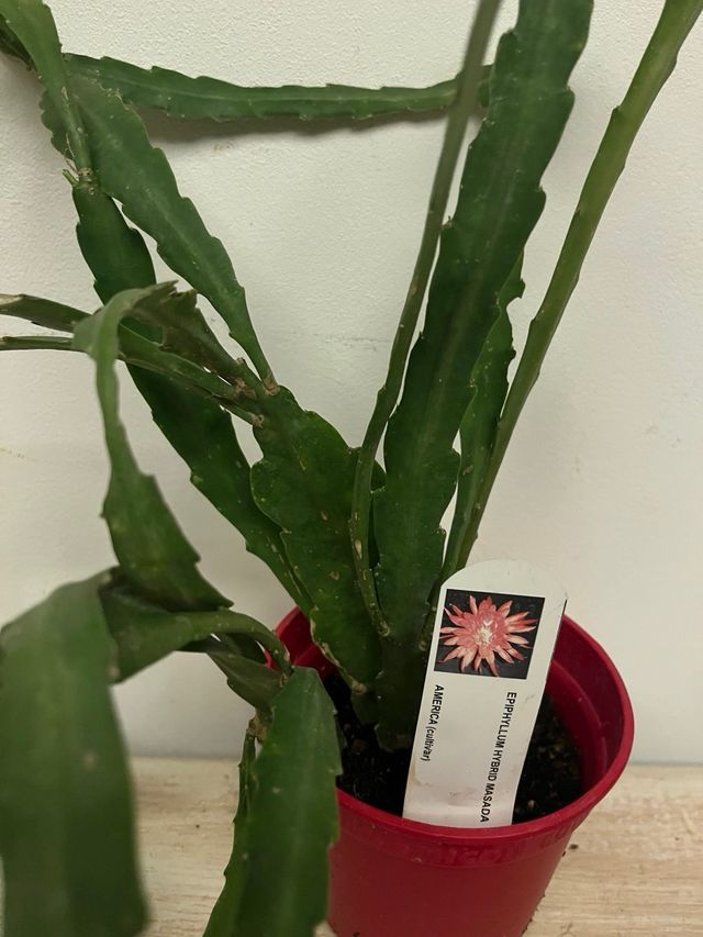Epiphyllum Rosa Chiaro