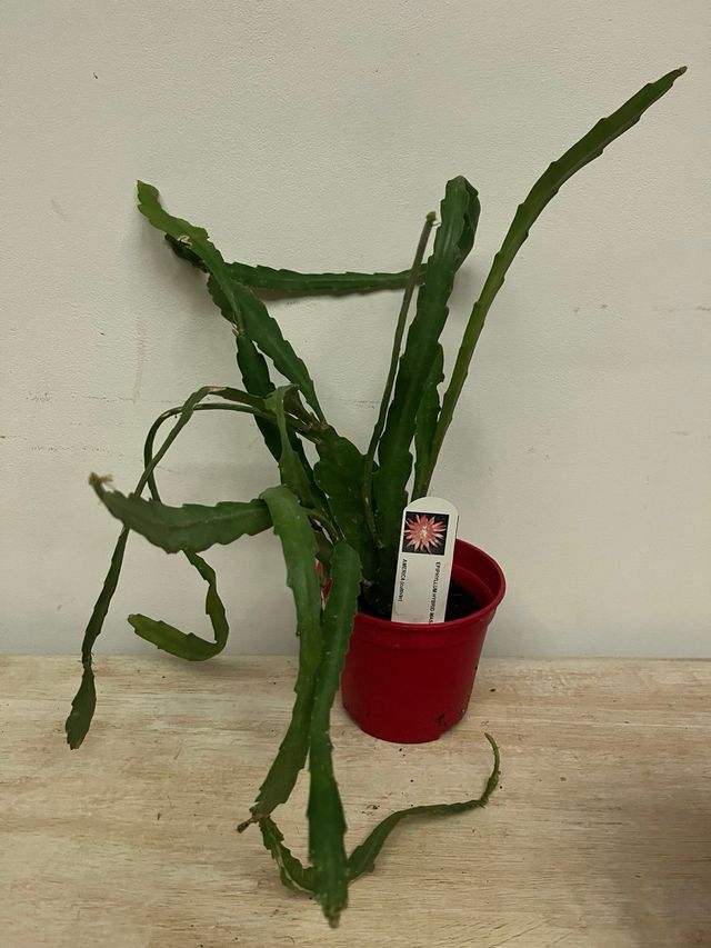 Epiphyllum Rosa Chiaro
