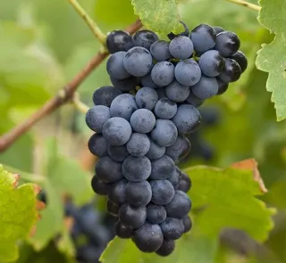 Derechos viñedo Castilla La Mancha