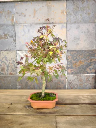 Bonsái Arce Palmatum