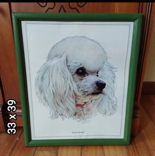 URGE POR MUDANZA!!!
Cuadros de perros
