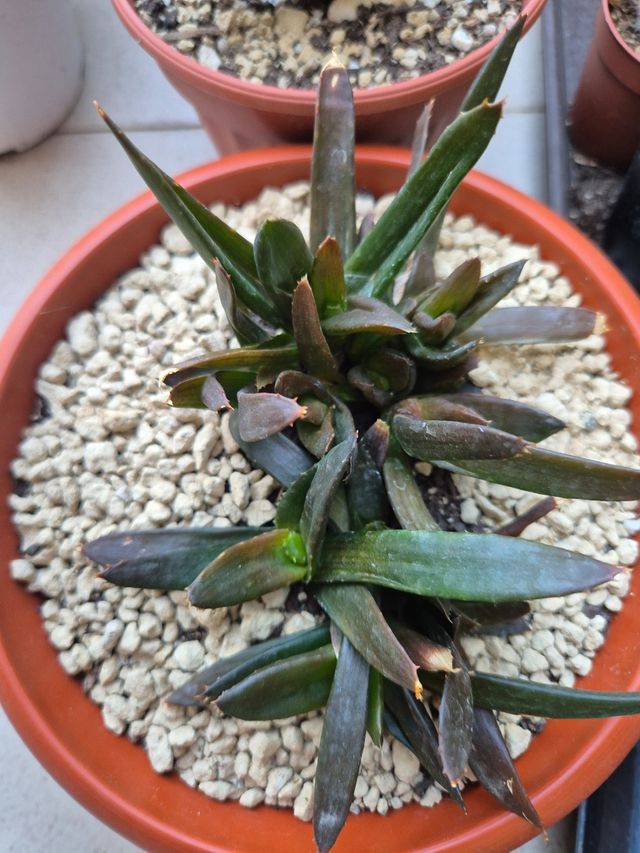 Aloe Black Gem