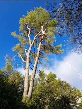 Servicios de poda y tala de árboles 632 47 25 73