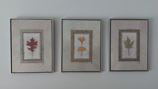 Lote 3 cuadros naturaleza hojas