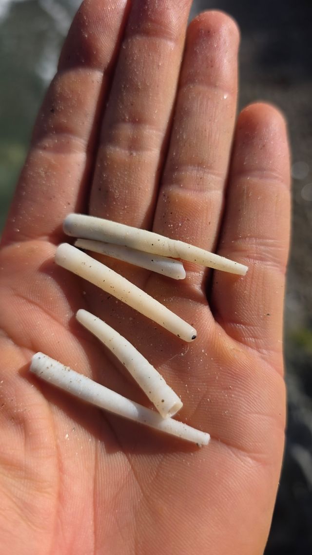 Pendientes Colmillo Mar Plata y Blanco