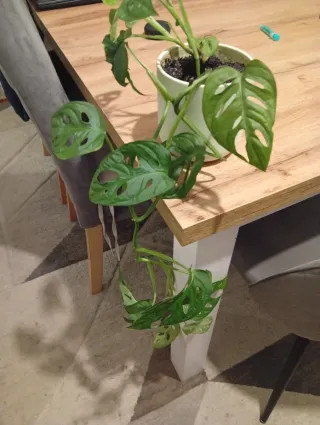 Monstera Adansonii Mini