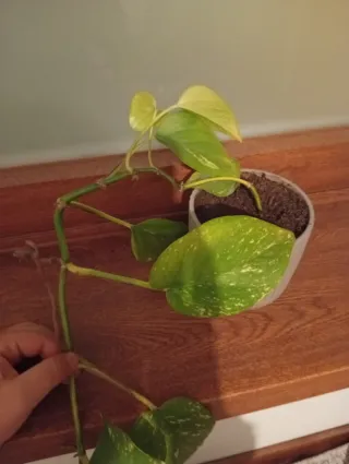 Planta de interior con hojas verdes y blancas