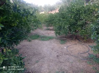 Finca de naranjos en Valle de Lecrin