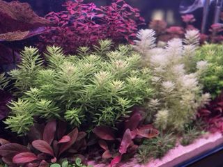 12 plantas de acuario VARIADO COLORIDO INICIA