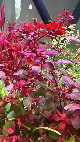 12 plantas de acuario VARIADO COLORIDO INICIA
