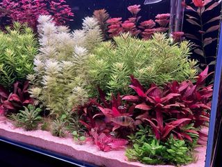 12 plantas de acuario VARIADO COLORIDO INICIA
