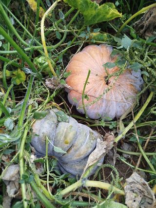 Calabazas frescas de huerto