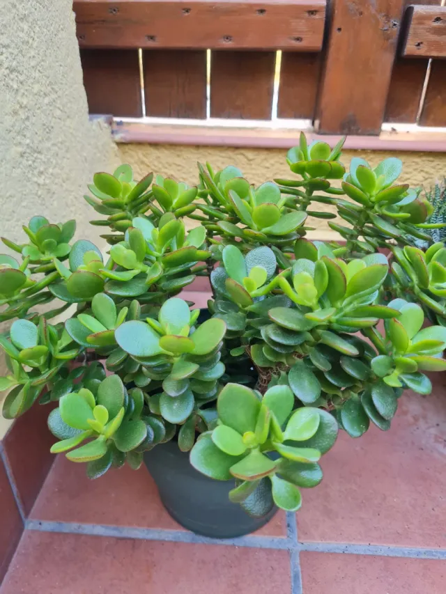 Planta de Jade en maceta verde