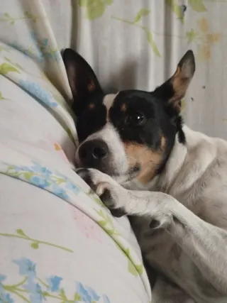 Paseadora y cuidadora de animales.