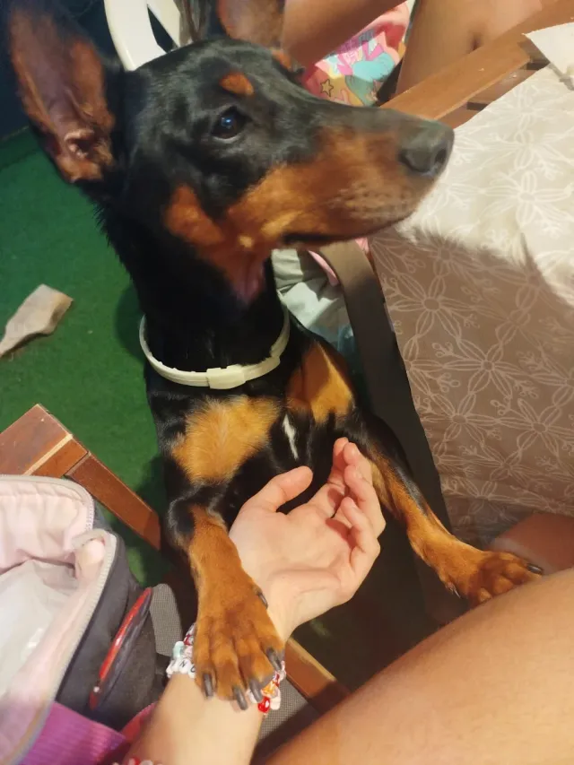 Paseadora y cuidadora de animales.