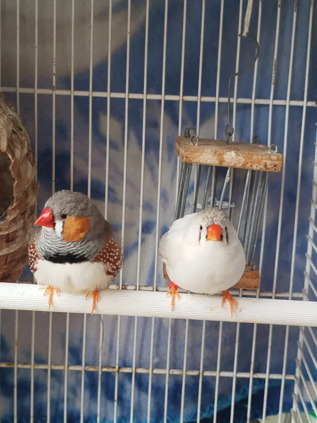 Paseadora y cuidadora de animales.