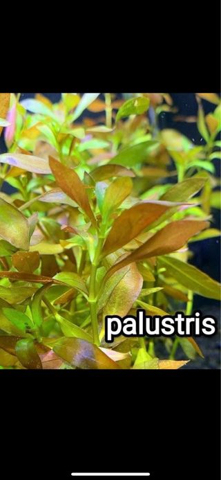 Plantas acuario. 25 VARIEDADES TODOS REQUERIMIE
