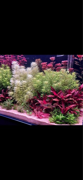 Plantas acuario. 25 VARIEDADES TODOS REQUERIMIE