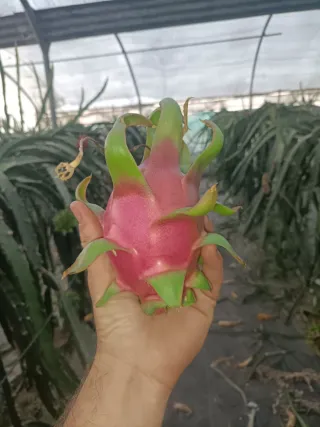 Esquejes de pitaya VARIEDAD TESORO