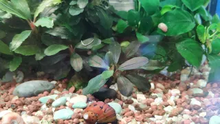 Bucephalandra Theia Planta Acuario
