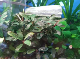 Bucephalandra Theia Planta Acuario