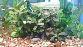 Bucephalandra Theia Planta Acuario