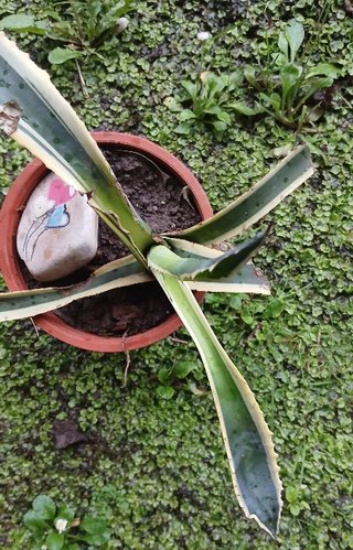 Agave Amarillo o Pita en Maceta