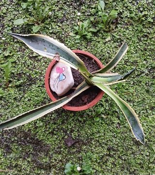 Agave Amarillo o Pita en Maceta