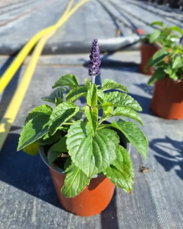 6 Plantas Salvia Híbrida m-13