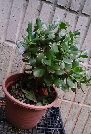 Planta Árbol Jade
