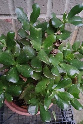 Planta Árbol Jade