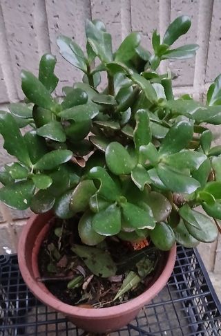 Planta Árbol Jade