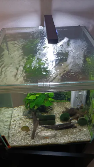 Acuario 60L con mueble negro,