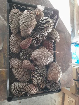 Pigne decorative per Natale