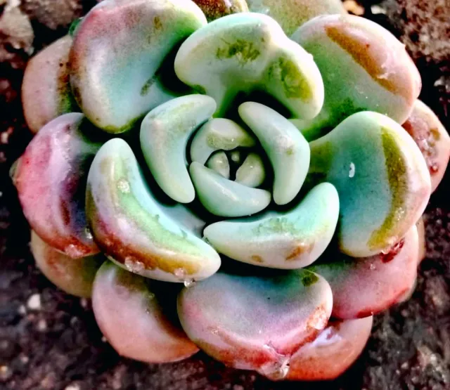 Echeveria Spotted Dear Pianta Succulenta 10 cm