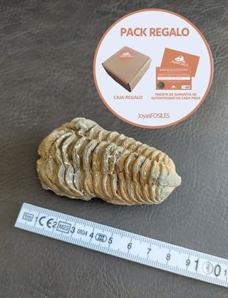 Trilobites Fósil - SOLO HOY