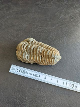 Trilobites Fósil - SOLO HOY