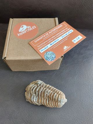Trilobites Fósil - SOLO HOY