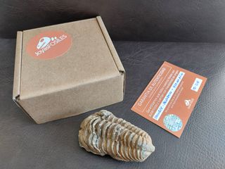 Trilobites Fósil - SOLO HOY