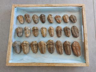 Trilobites Fósil - SOLO HOY