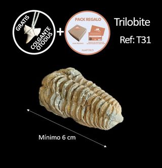 Trilobites Fósil - SOLO HOY